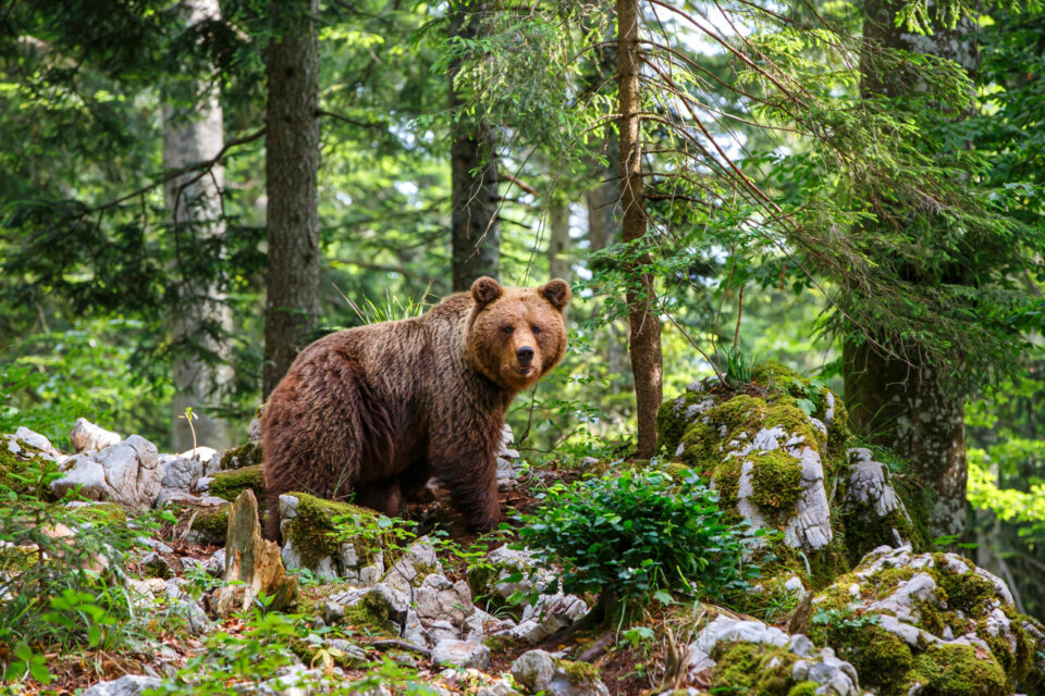 L’ours